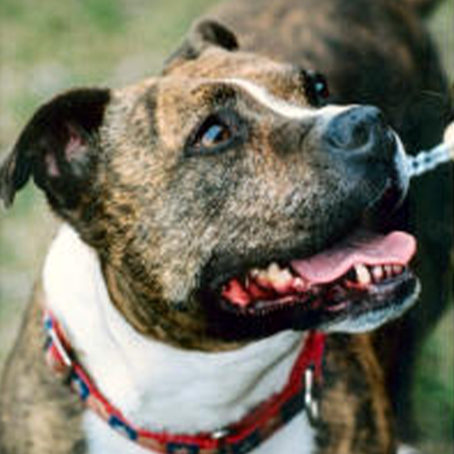 Alexis, a therapy dog portrait